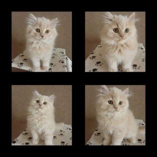Vier Britisch Langhaar Kater in cream suchen Kuschelpatz auf Lebenszeit