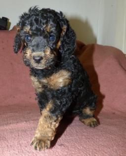 3 süße Kleinpudel Hündinnen, Pudel in Brindle, Black and Tan, Fawn mit Weiß