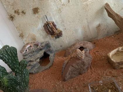 4 Leopardengekkos Männchen Handzahm mit oder ohne Terrarium / EINZELN ODER ALS GRUPPE