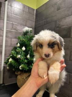 Miniature Australian Shepherd Mini Aussie