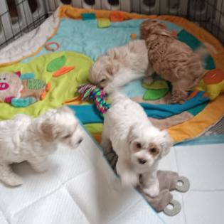 Maltipoo Welpen Rüde aprico