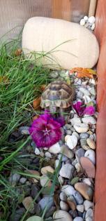Maurische Landschildkröte