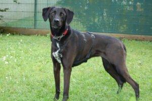 MISTY - weiblich 5 Jahre 56 cm 25 kg Mix Gechipt Kastriert