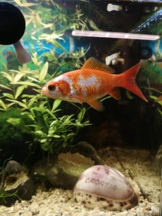 Goldfisch sucht neues Zuhause