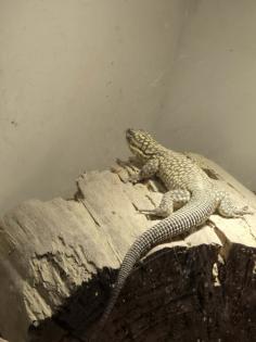Stachelschwanz Waran Yellow Ackie