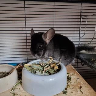 Chinchilla Mädchen mit Käfig