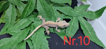 Correlophus ciliatus Kronengeckos 0. 0. 12