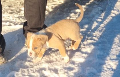 American Bully Pocket