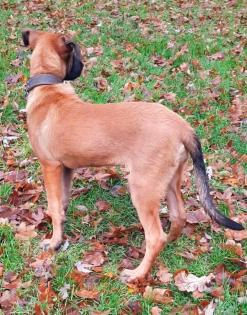 Malinois Welpe Hündin 15 Woche Belgische Schäferhündin Hund