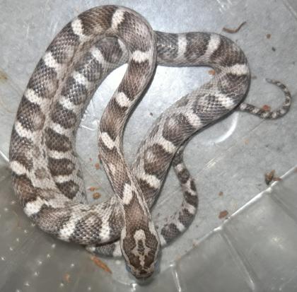 Hübsche Kornnatterbabys anery und ghost