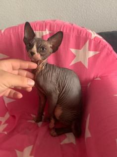 Sphynx katze