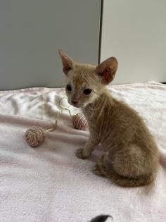 Sphynx Kitten mit Tasthaaren