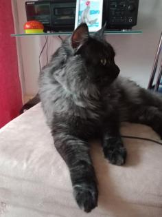 Deckkater MaiCoon Perser Mischling