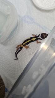 Leopardgecko NZ