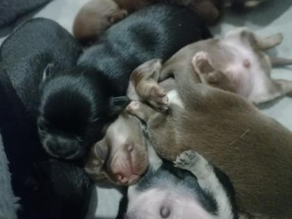 Typvolle Chihuahua Welpen mit Ahnentafel