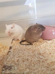 Zwei Mäuse Männchen inklusive Gehege und Zubehör