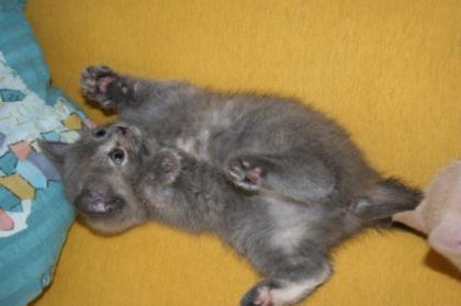 Britisch Kurzhaar Kitten Mädchen zu verkaufen