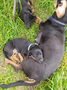 Jagdhundmischlingswelpen Dackel mit Jagdterrier und Bracke