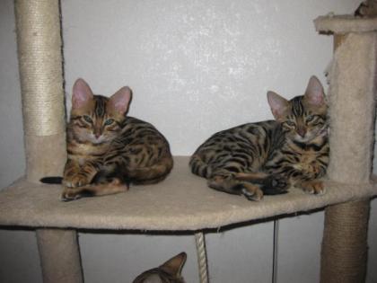 Reinrassige Bengalkitten. Auszug bereit