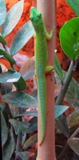 0. 2 Phelsuma astriata astriata