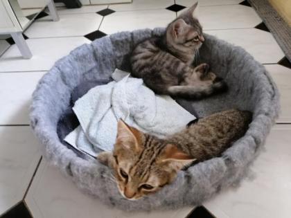 12 Wochen alt, 2 süße kleine Katzenbabys