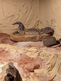 Vier Leopardgeckos mit Terrarium und Zubehör