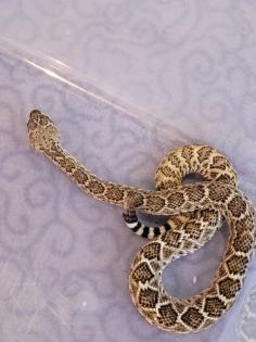 Biete eine 1. 0 Crotalus atrox