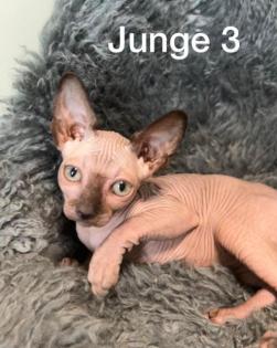 Süße Sphynx Kitten