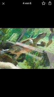 Wasserschildkröten