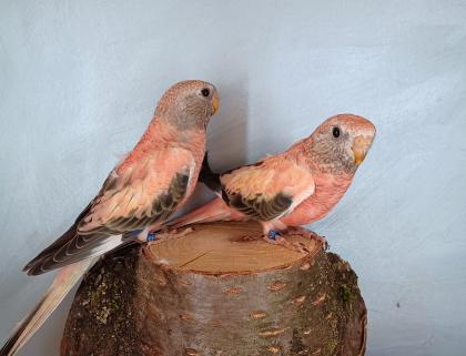 Bourkesittich Hennen in opalin rosa von Mai23