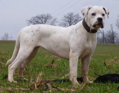 American Bulldog Hündin