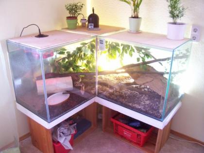 Boa Constrictor mit Terrarium Komplett