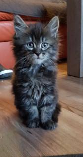 Maine coon Katerchen ab März