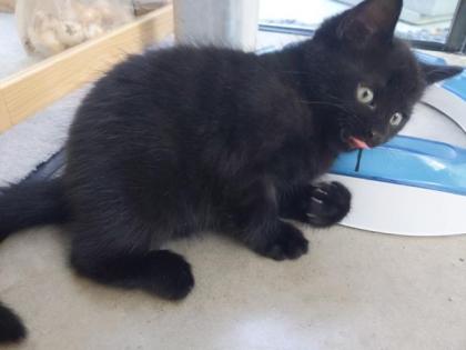 Selkirk Rex Mix Kitten