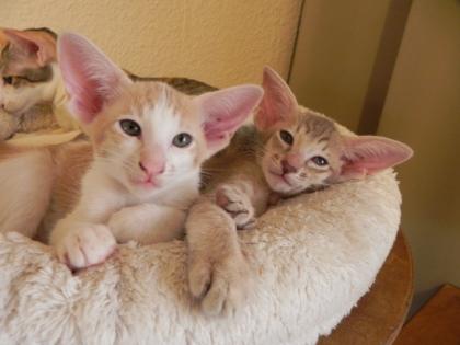 Wunderschöne Orientalenkitten mit Papiere suchen ab sofort ein neues zu Hause