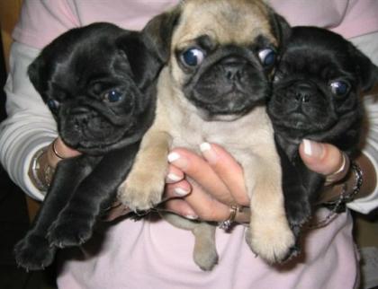 Mops Welpen suchen ihr neues Zuhause