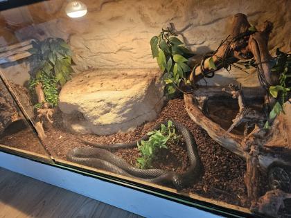 Schwarze Mexiko Königsnatter Lampropeltis getula nigrita