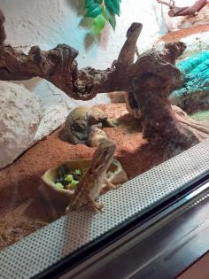 Terrarium mit 2 zwergbartagame