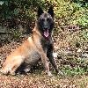 MALINOIS starke Welpen in liebevolle Hände abzugeben