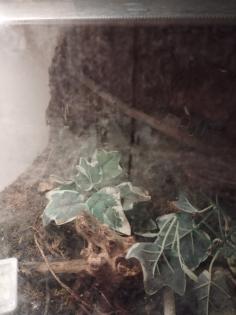 Nhandu Chromatus 0. 1