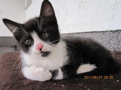 Lieber kleiner schwarz-weißer Kurzhaar-Kater sucht neues Zuhause mit Garten