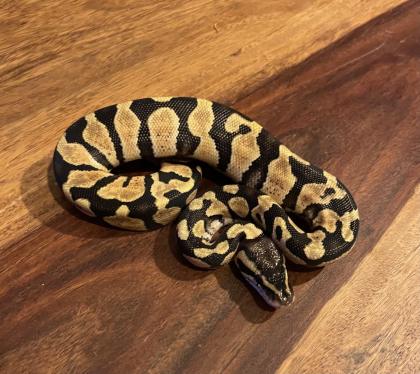 Königspython, Jungtiere, Ballpython