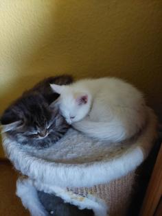 Katzenbabys, Norweger-Bkh Mix