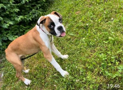 Hund verkaufen in Groß Gerau
