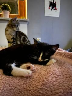 Süße Kitten suchen neues Herz