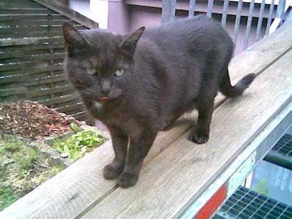 Schwarze 10 Jahre alte Scheidungs-Katzen-Dame nur in gute Hände abzugeben