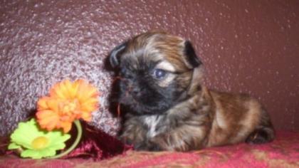 Shih Tzu Welpe