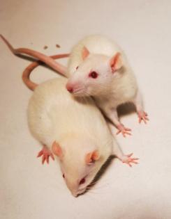 Süße Albino Ratten zu vergeben