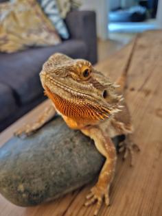 Bartagame inkl. Terrarium abzugeben