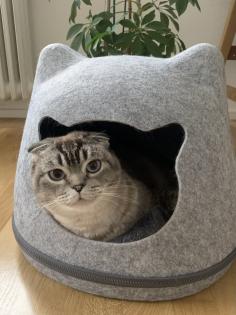 Suche neues Zuhause für BKH Mix Kater